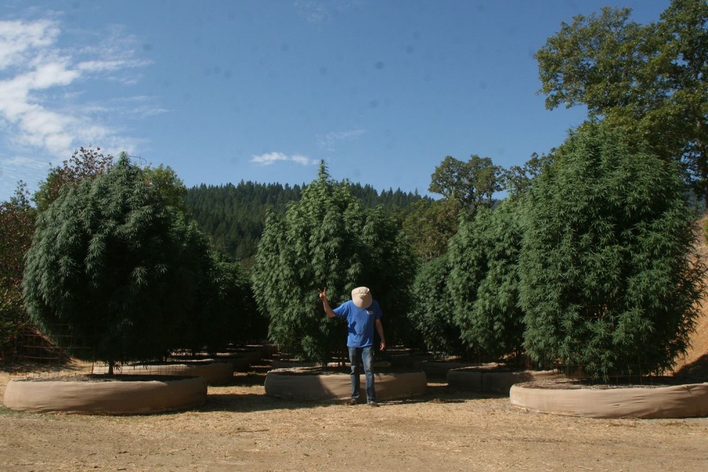 Mendo Seeds garden 2014